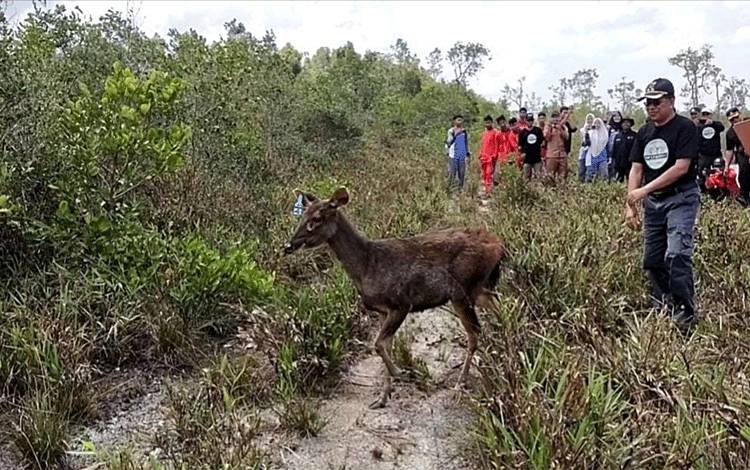 Empat Rusa Sambar yang Dilepasliarkan Dilengkapi dengan Chip GPS