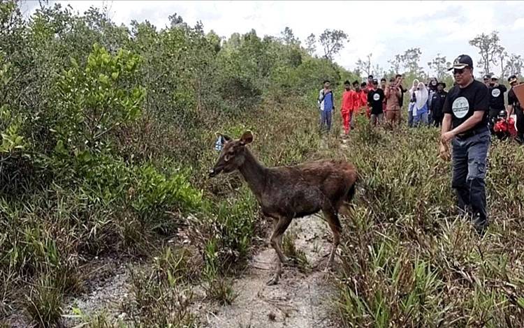 Pemkab Sukamara Ajak Masyarakat Berperan Aktif dalam Pelestarian Rusa Sambar
