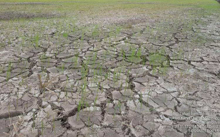 Lahan pertanian di Desa Lempuyang yang mengalami kekeringan. (FOTO: SUTRISNO)