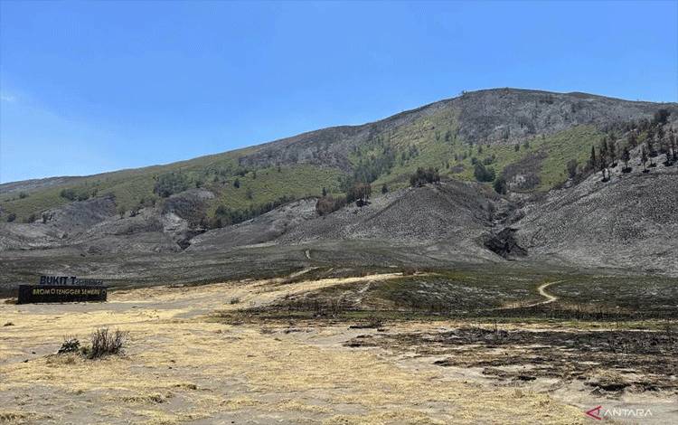 Kerugian Akibat Kebakaran Lahan di Bromo Diperkirakan Rp5,4 miliar