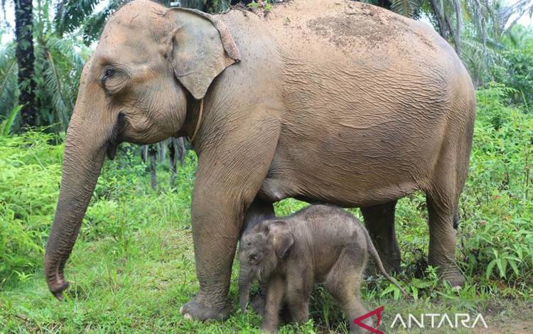 Seekor bayi gajah sumatra (Elephas maximus sumatrensis) berada di dekat kaki induknya di kawasan Conservation Response Unit (CRU) Desa Alue Kuyun, Woyla Timur, Aceh Barat, Aceh, Sabtu (23/9/2023). Bayi gajah betina yang lahir pada Rabu (20/9/2023) dengan berat 84 kg tersebut merupakan anak kedua hasil perkawinan induk gajah jinak bernama Suci (34) dengan gajah liar di kawasan itu. (ANTARA/Syifa Yulinnas)