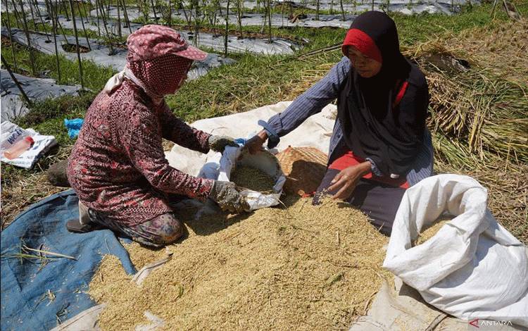 Menetapkan Angka Ideal untuk Harga Gabah di Indonesia