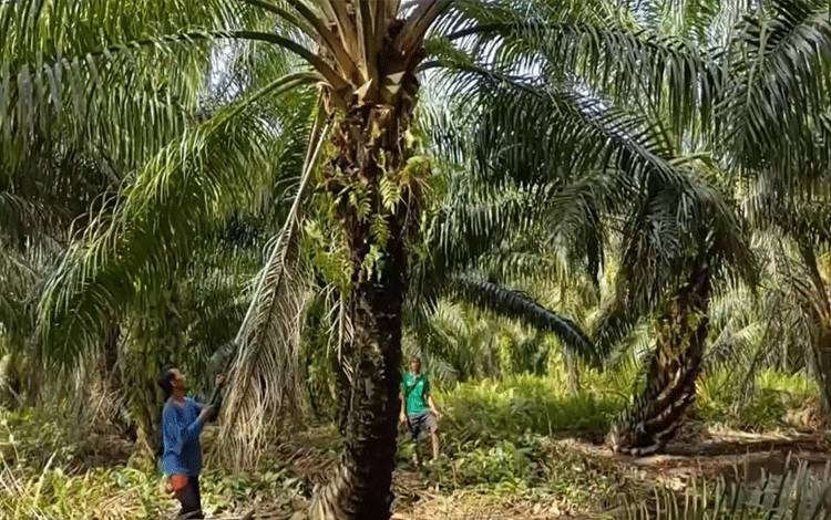 Grant Riset Sawit Program Reguler BPDPKS Tiap Tahun