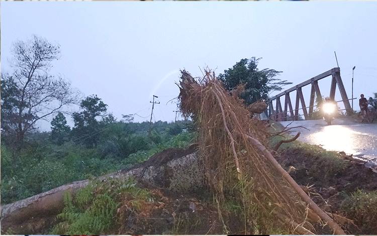 Pohon Tumbang di Jalan Kapten Mulyono Sampit Sebabkan Listrik Padam