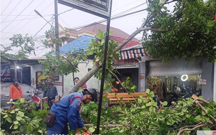 Diterpa Angin Kencang, Pohon Ketapang Tumbang Menimpa Barbershop