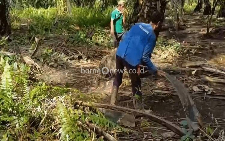 Pekerja sawit membersihkan tandan-tanda kelapa sawit yang sudah rontok di lahan perkebunan kelapa sawit.(FOTO: Rilis BPDPKS)