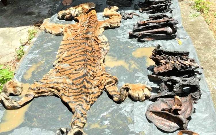 Kejati Aceh: JPU Terima Vonis Hakim Perkara Penjualan Harimau