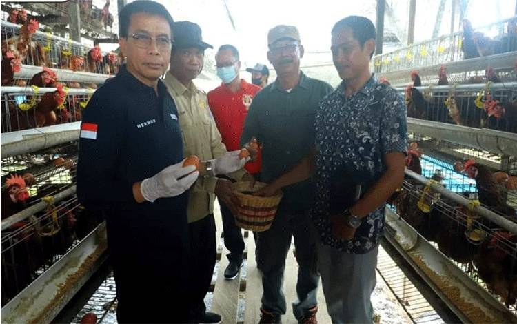 Pemkab Murung Raya Miliki Kandang Penyangga Ayam Pedaging dan Ayam Petelur
