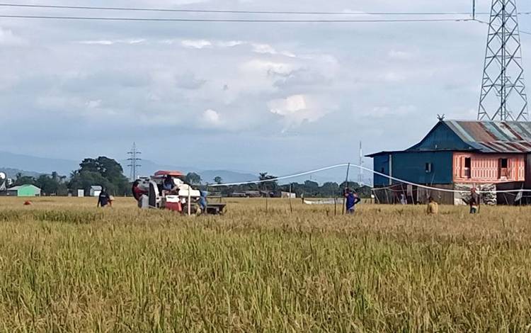 Pakar: Pangan Lokal Dapat Jadi Solusi Ketahanan Nasional
