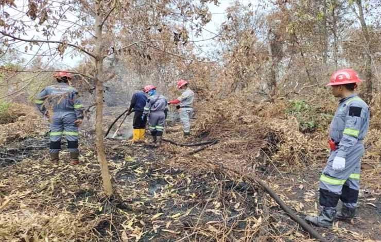 Dinas ESDM Minta Pemegang Izin Pertambangan Gotong Royong Tangani Karhutla