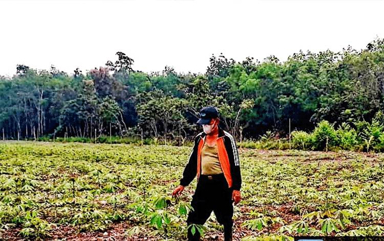 Ketua Kelompok Tani Kelampan Jaya, Yanir saat menunjukkan tanaman singkong di kebun. (FOTO: IST)