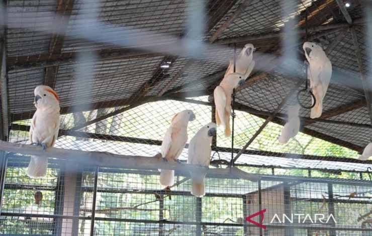 KLHK Pulangkan kembali 73 Satwa Liar Burung dari Filipina