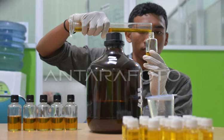 Atsiri Indonesia Sebut Aceh Penghasil Minyak Nilam Terbaik Dunia