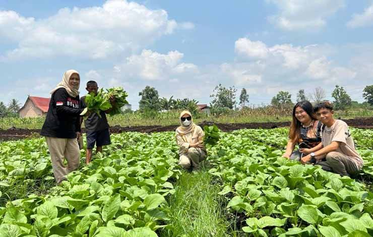 Kunjungan Ke Lahan Pertanian Warga, Lurah Kalampangan Mendukung Pertanian Produktif