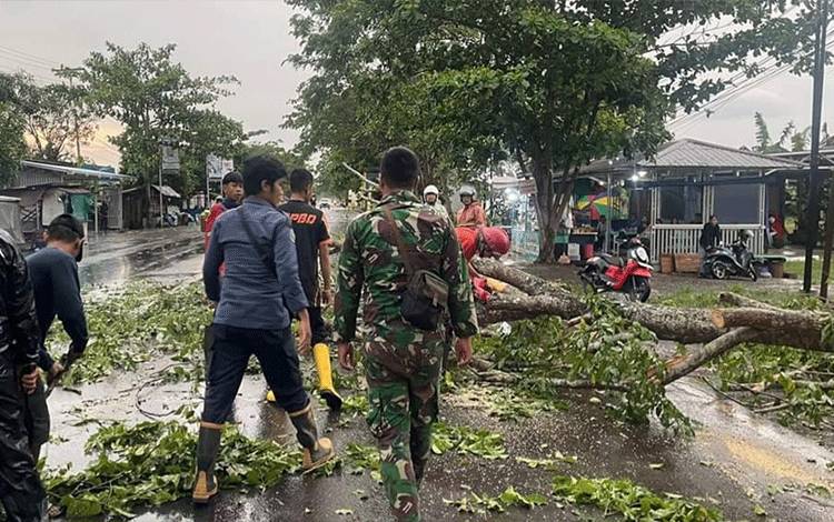 Hujan Disertai Angin Kencang di Kapuas Akibatkan Sejumlah Pohon Tumbang