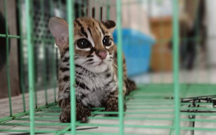 Kucing Hutan Langka Ditemukan di Pemukiman Warga