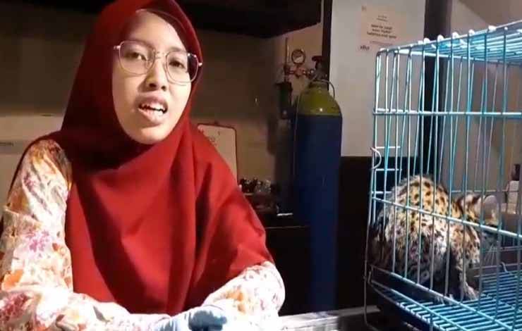 Kucing Hutan Nyasar ke Permukiman dan Kini di Bawah Pengawasan Dokter Hewan