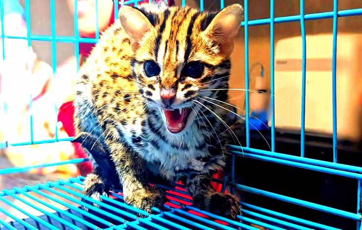 Dokter Hewan Sebut Kondisi Kucing Hutan Masuk Permukiman Warga Masih Sehat dan Liar