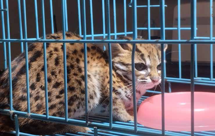 Kucing Hutan Masuk Pemukiman Warga akan Dirilis di Kawasan Konservasi