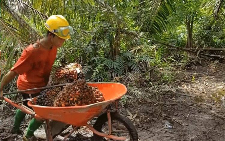 Rendang Seasoning Mix Berbahan Krimer Sawit Hasil Kerjasama SBRC IPB, BPDPKS dan UKMK Binaan