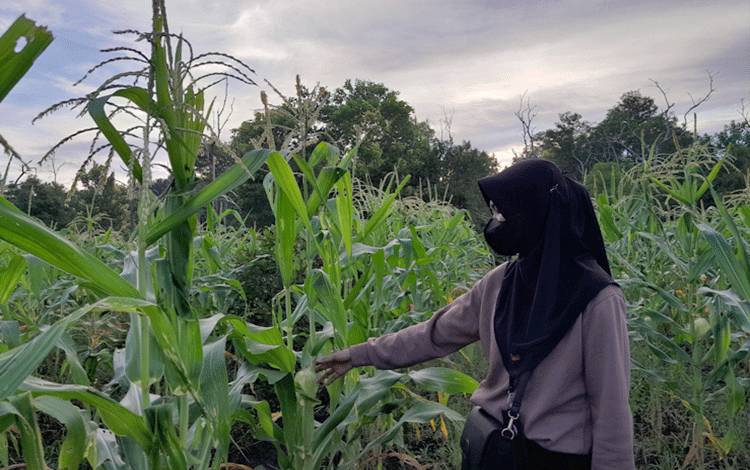 Kelurahan Kalampangan Salah Satu Pemasok Tertinggi Jagung di Palangka Raya