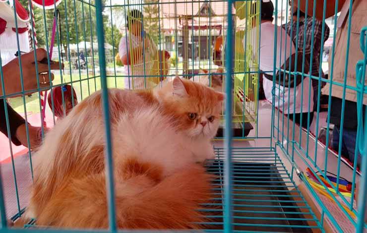Cegah Kematian Akibat Rabies Perlu Dilakukan Penanganan Cepat?