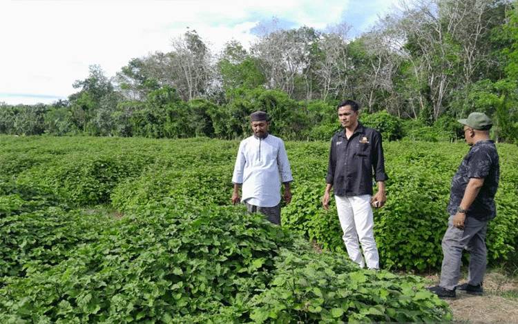 Harga Minyak Nilam di Aceh Jaya Naik Jadi Rp700 Ribu Per Kilogram