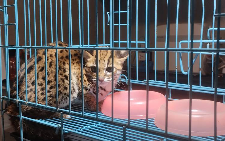 Memelihara Kucing Hutan, Boleh atau Tidak? Ini Penjelasan BKSDA