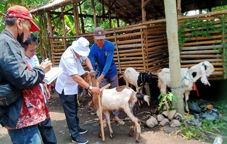 Kabupaten Pulang Pisau Dapat Jatah 900 Ekor Kambing PE Program Perbantuan Pemprov Kalteng