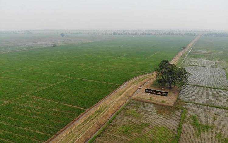 BRIN Sebut Pemilihan Varietas padi Pengaruhi Emisi Metana