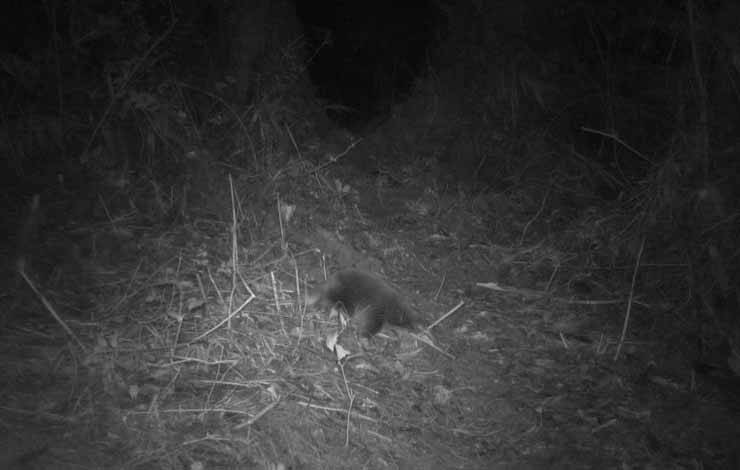 Seekor Echidna Paruh Panjang Attenborough tertangkap kamera jebak sedang beraktivitas di Pegunungan Cyclops, Papua. (ANTARA/HO-BRIN).