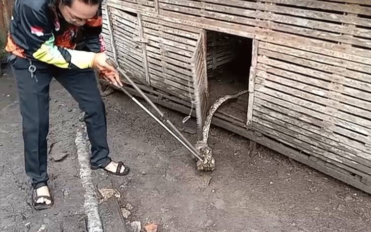 Ular Piton Mangsa Ternak Warga di Palangka Raya