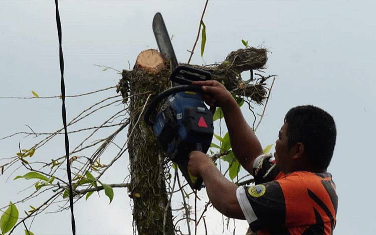 Dewan: Segera Pangkas Pohon Rawan Tumbang