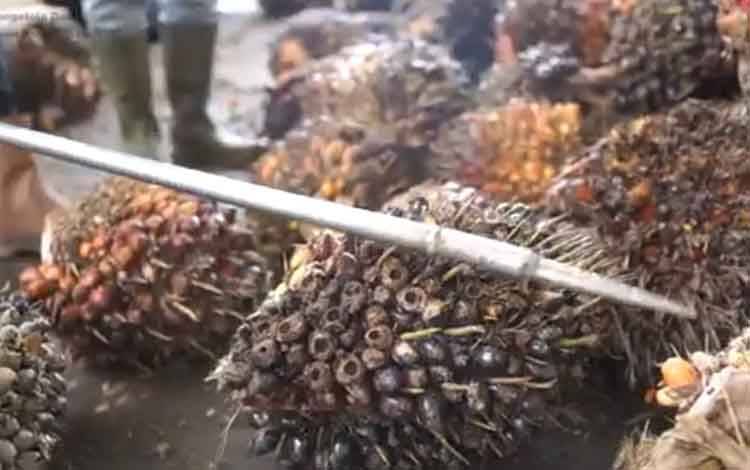 Dirjen PSKL Kunjungi Areal Kemitraan SSMS dan Kelompok Tani Hutan