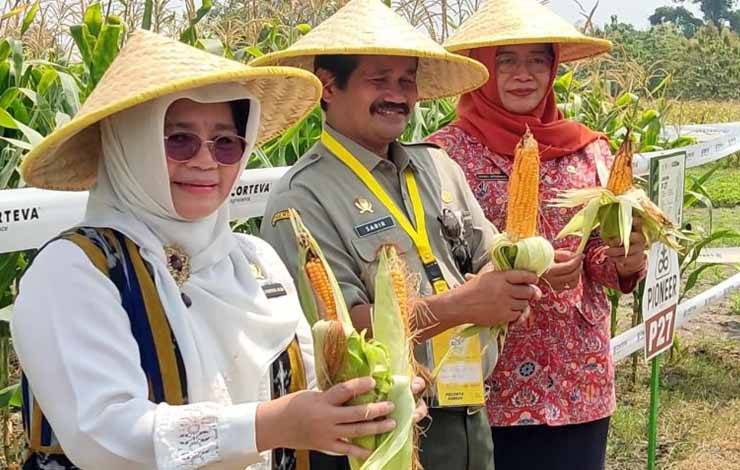 Kementerian Pertanian Kembangkan Tanaman Pangan Tahan Cuaca Ekstrem