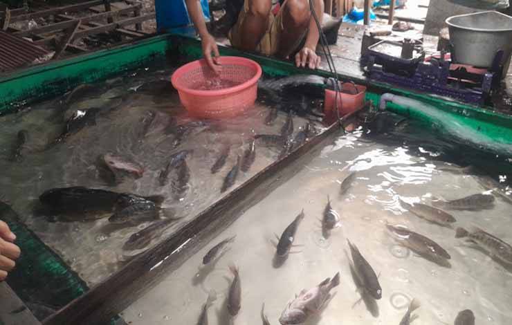 Ikan (Foto: MARINI)