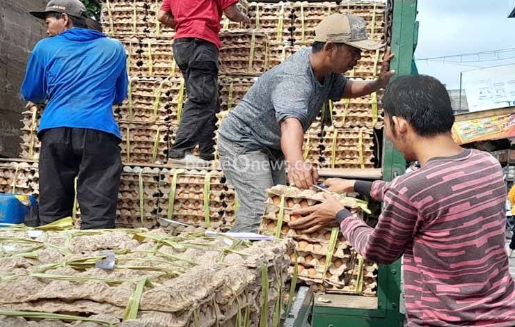 Berpotensi Inflasi Telur Ayam Ras Terus Alami Kenaikan Harga