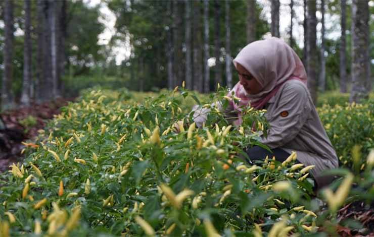 Lurah Kalampangan Diskusi dengan Petani Cabai Terkait Harga dan Tantangan Merawat saat Musim Hujan