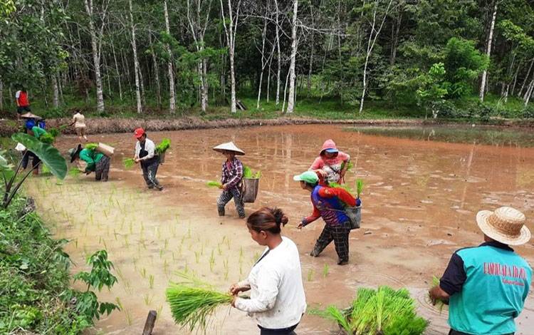 Sistem Minapadi Mulai Dikembangkan di Lamandau