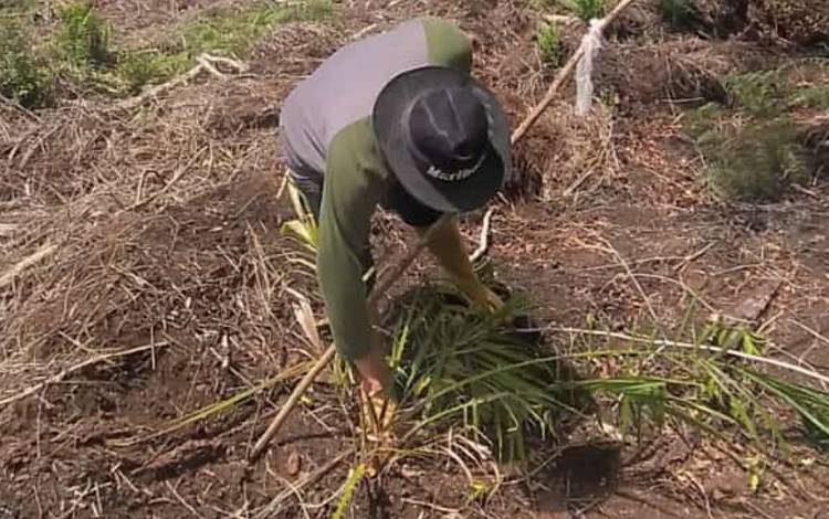 BKSDA Sampit Telusuri Kemunculan Orangutan di Desa Bagendang Hilir