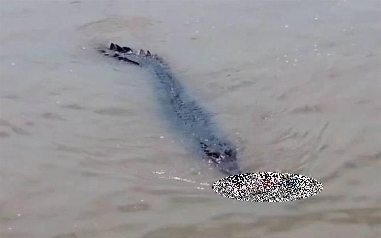 Buaya yang Bawa Jasad Anak di Sungai Arut Beberapa Kali Menampakkan Diri