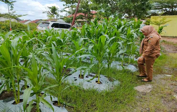 Lurah Panarung Galakkan Inisiatif Ketahanan Pangan Melalui Pemanfaatan Lahan Pekarangan dan Kosong untuk Pertanian dan Perikanan