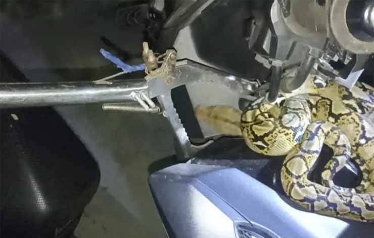 Ular Piton Sembunyi di Motor Warga, Rescue Damkar Turun Tangan
