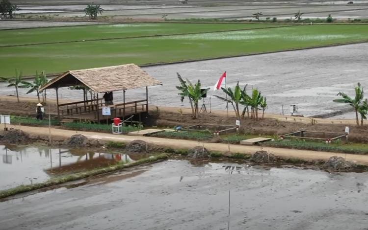 Begini Langkah Dinas TPHP Kalteng Tanggulangi Potensi Elnino !?