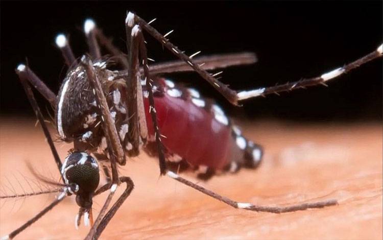 Apakah Wolbachia Aman Kendalikan DBD, Berikut Penjelasan Dinkes Kalteng