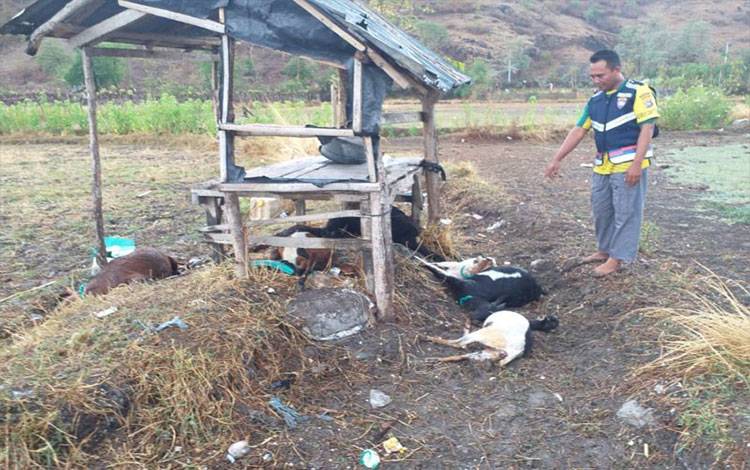 Polisi Mengevakuasi Warga Bima yang Tersambar Petir