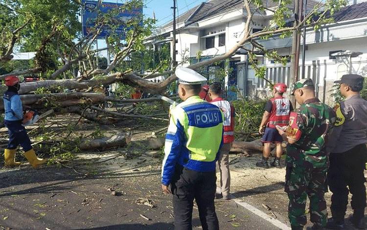 Dua Pemotor Meninggal Tertimpa Pohon Tumbang