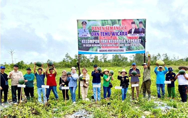 Dinas Pertanian Barito Utara Panen Semangka Tanpa Biji di Desa Kemawen
