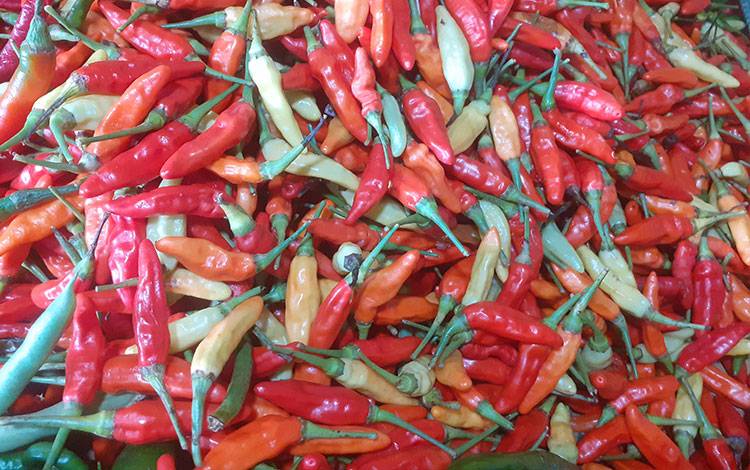 Harga Cabai Rawit Merah di Kobar Capai Rp 100 Ribu