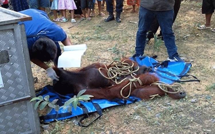 Orangutan Masuk Permukiman Warga Menthobi Raya